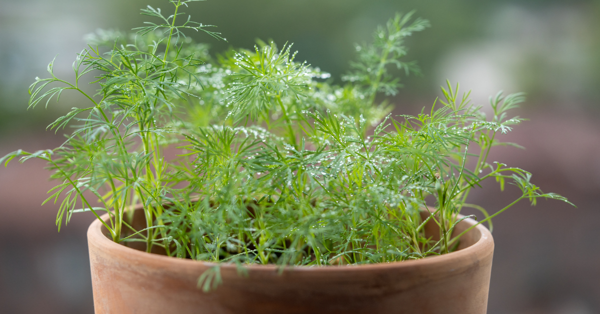 Les bienfaits de l'aneth, la plante miracle pour votre système digestif Les bienfaits de l'aneth, la plante miracle pour votre système digestif
