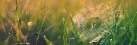 Biodiversité : alerte rouge sur cette menace qui plane sur les araignées de France