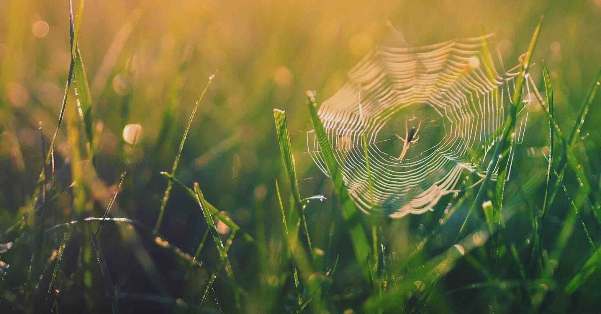 Biodiversité : alerte rouge sur cette menace qui plane sur les araignées de France