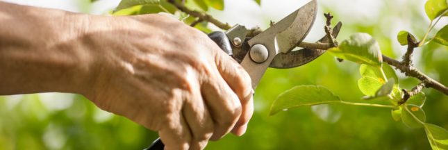 Les arbres et arbustes à ne surtout pas tailler en mai