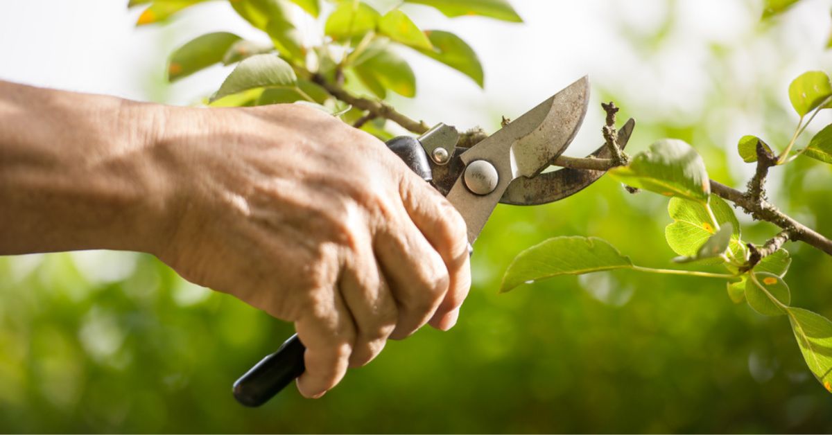 Les arbres et arbustes à ne surtout pas tailler en mai