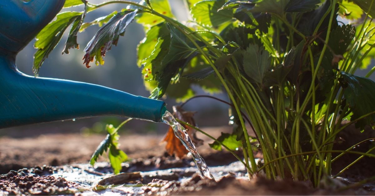 Un jardin magnifique face à la sécheresse : l’astuce d’arrosage qui fait toute la différence