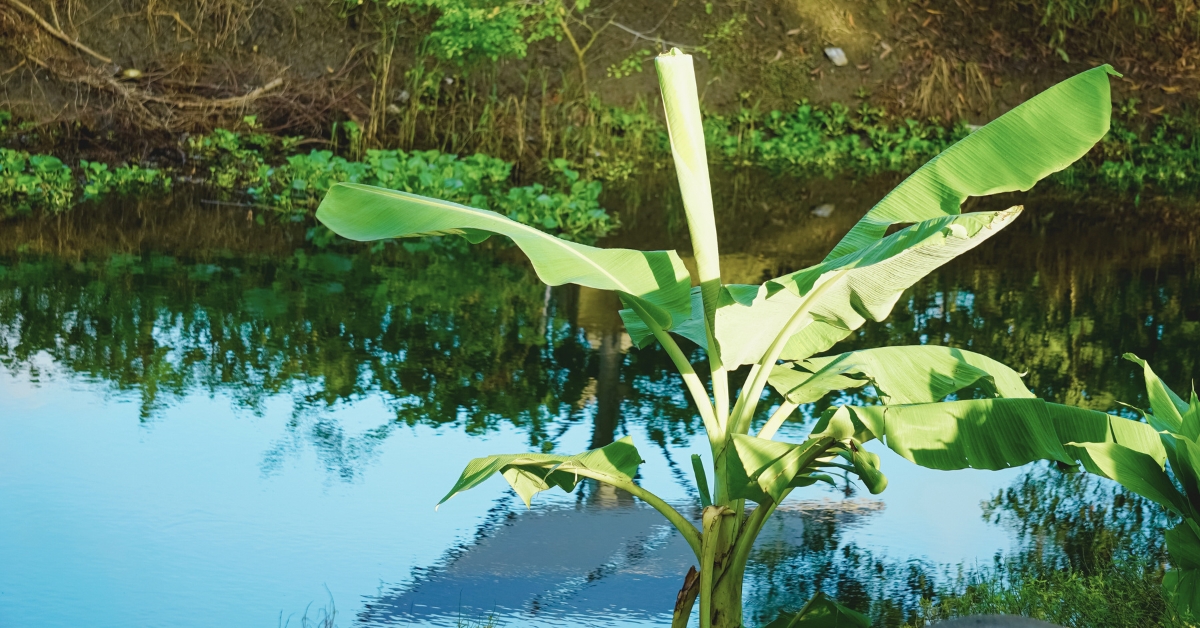 Cultiver un bananier au jardin : tout savoir sur la plus grande herbe du monde ! Cultiver un bananier au jardin : tout savoir sur la plus grande herbe du monde !