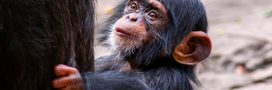 L’explosion du marché noir des grands singes d’Afrique : entre indifférence et impuissance