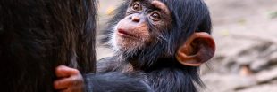 L'explosion du marché noir des grands singes d'Afrique : entre indifférence et impuissance