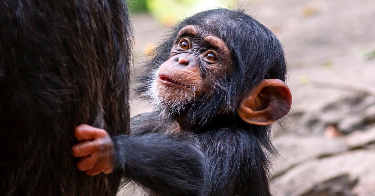 L'explosion du marché noir des grands singes d'Afrique : entre indifférence et impuissance L'explosion du marché noir des grands singes d'Afrique : entre indifférence et impuissance