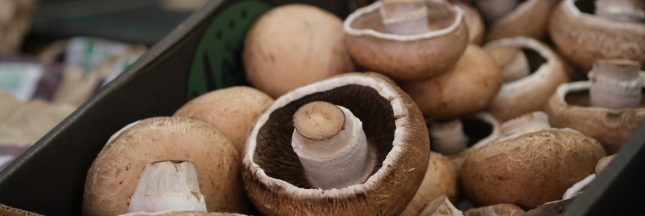 champignon portobello