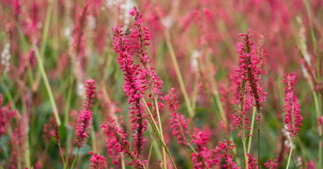 Couvre-sols : 6 plantes à longue floraison pour un jardin coloré toute l'année Couvre-sols : 6 plantes à longue floraison pour un jardin coloré toute l'année