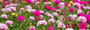 Les fleurs couvre-sol les plus résistantes à la sécheresse pour un jardin durable