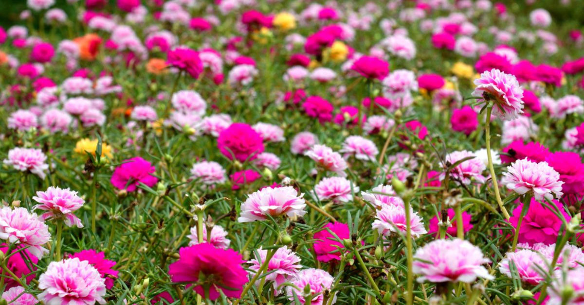 Les fleurs couvre-sol les plus résistantes à la sécheresse pour un jardin durable