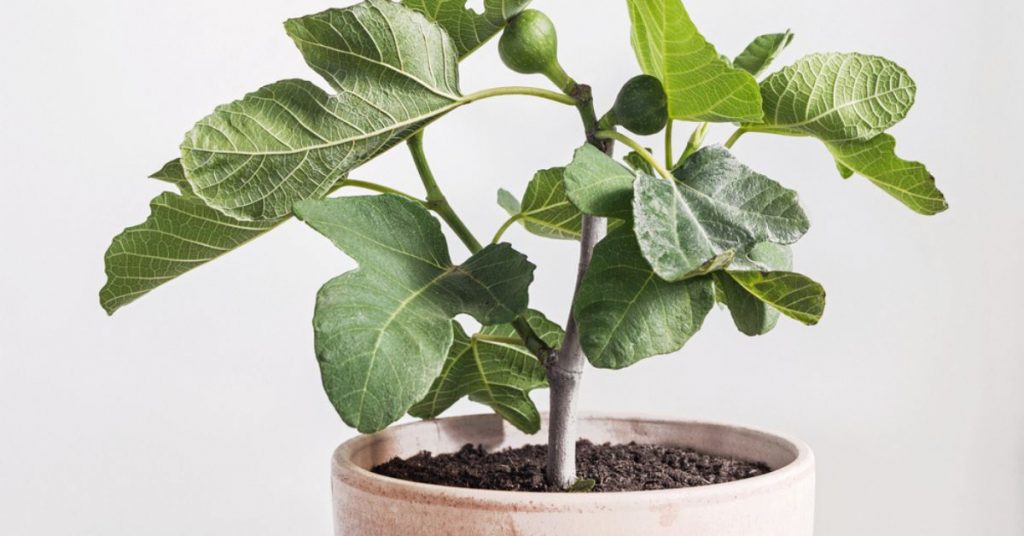 Les secrets de la culture du figuier en pot : 9 conseils pour profiter de figues sucrées