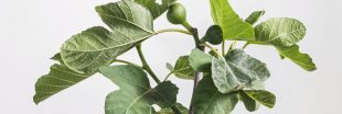 Les secrets de la culture du figuier en pot : 9 conseils pour profiter de figues sucrées