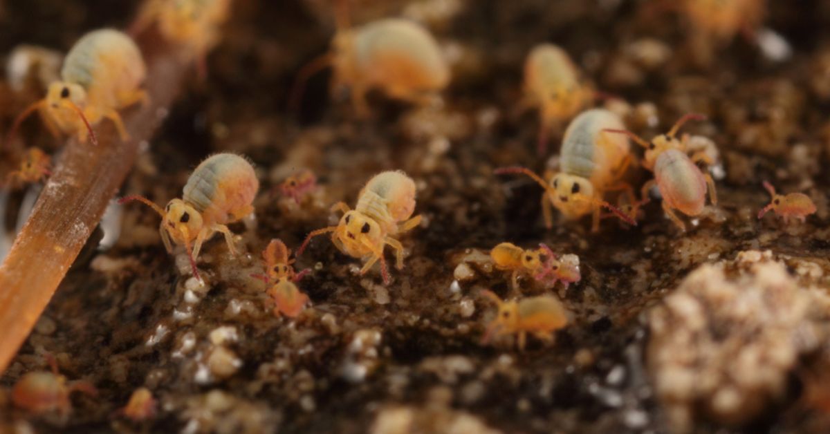 Comment chasser naturellement les collemboles de votre jardin ?