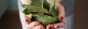 Secrets culinaires : les multiples usages des feuilles de laurier, en cuisine comme ailleurs !