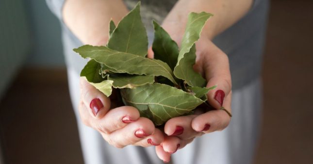 Secrets culinaires : les multiples usages des feuilles de laurier, en cuisine comme ailleurs ! Secrets culinaires : les multiples usages des feuilles de laurier, en cuisine comme ailleurs !