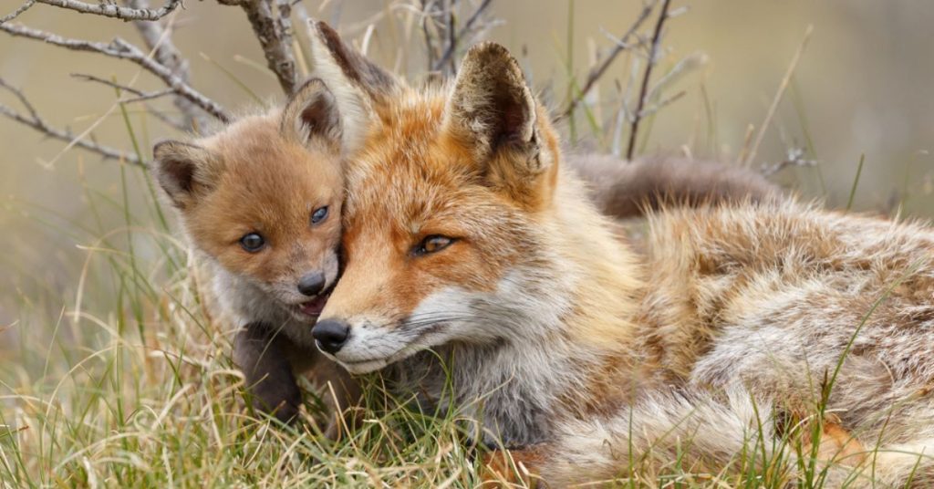 Renard, étourneau… Chasser les animaux ‘nuisibles’ ou ‘ESOD’ : pour ou contre ?