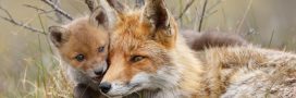 Renard, étourneau… Chasser les animaux ‘nuisibles’ ou ‘ESOD’ : pour ou contre ?