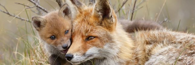 Renard, étourneau... Le classement des animaux nuisibles autorisant leur chasse : pour ou contre ?