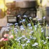 « Mois sans tondeuse » : pourquoi ne pas tondre en mai sauve la biodiversité