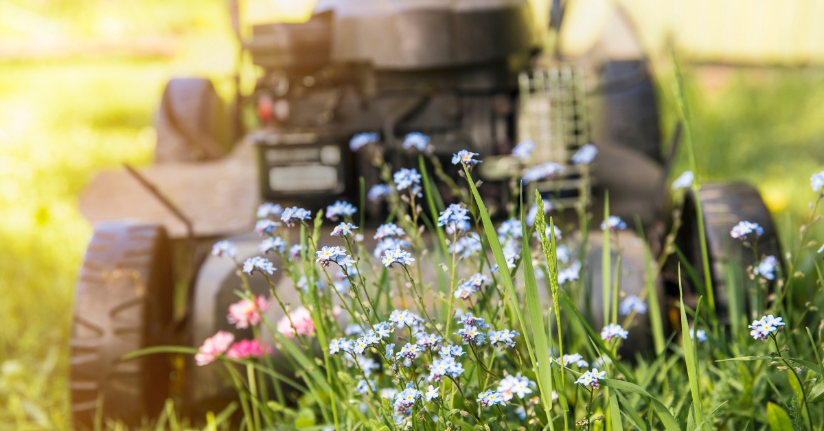 « Mois sans tondeuse » : pourquoi ne pas tondre en mai sauve la biodiversité