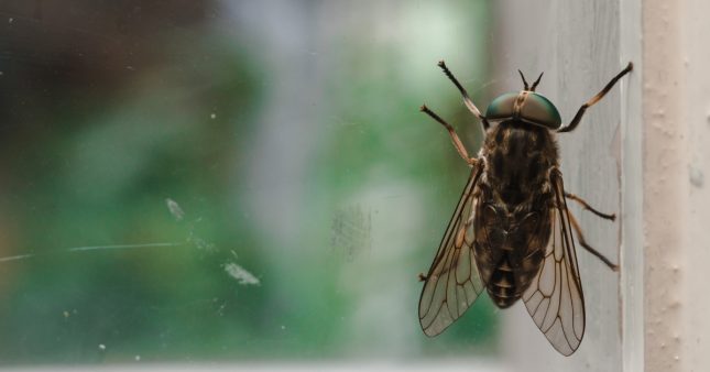 Ces 5 astuces naturelles pour chasser les mouches et moucherons de