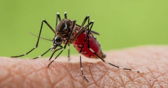 Retour du moustique tigre en France : les gestes indispensables pour s'en protéger