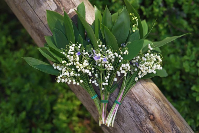 Planter et entretenir du muguet, plante porte-bonheur au jardin