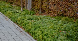 9 couvre-sols durables et résistants pour remplacer votre pelouse 9 couvre-sols durables et résistants pour remplacer votre pelouse