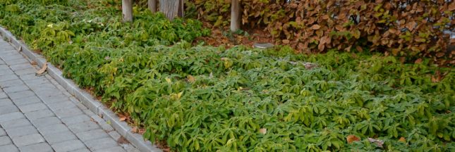 9 couvre-sols durables et résistants pour remplacer votre pelouse