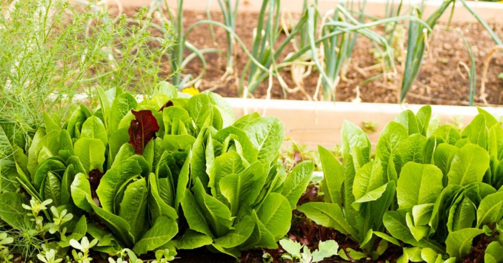 Astuces pour un petit potager productif : cultiver plus en occupant moins d’espace