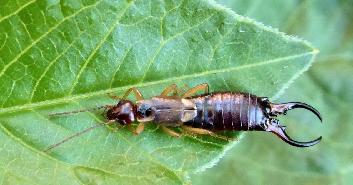 Le pince-oreille, allié méconnu et précieux du jardin Le pince-oreille, allié méconnu et précieux du jardin