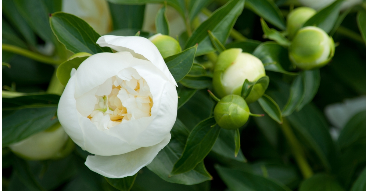 Secrets de jardiniers : comment réussir la culture des pivoines à coup sûr ?