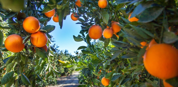 plantation oranges californie