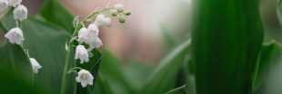 Planter et entretenir du muguet, plante porte-bonheur au jardin ! Planter et entretenir du muguet, plante porte-bonheur au jardin !