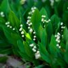 Planter et entretenir du muguet, plante porte-bonheur au jardin !