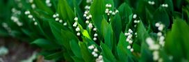 Planter et entretenir du muguet, plante porte-bonheur au jardin !