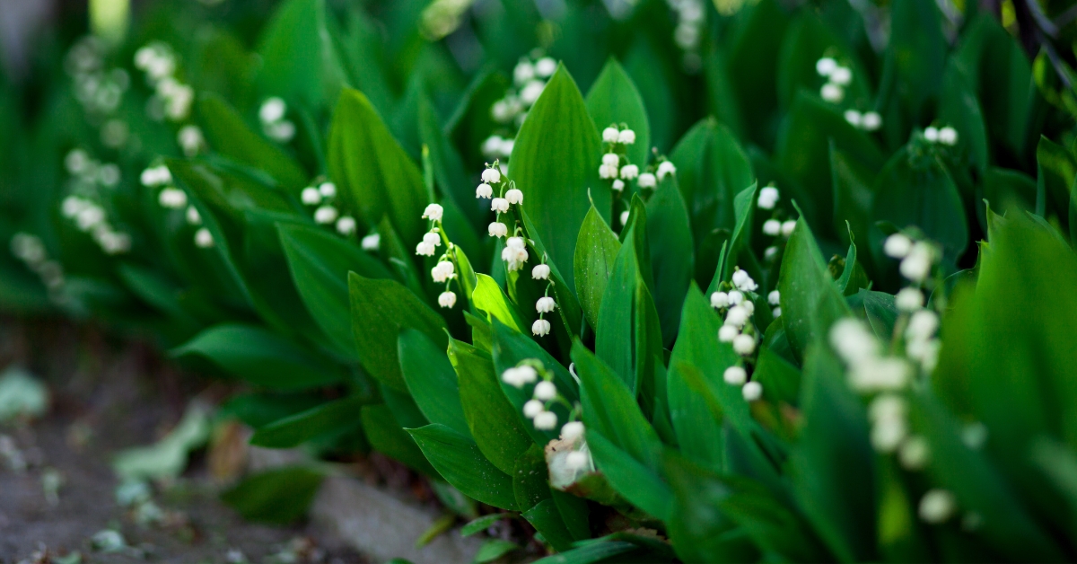 Planter et entretenir du muguet, plante porte-bonheur au jardin !