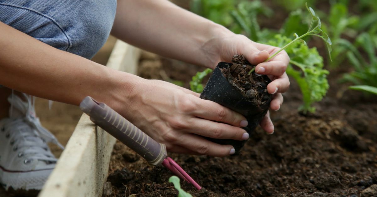 Aménager son premier potager durable à petit budget : astuces et conseils