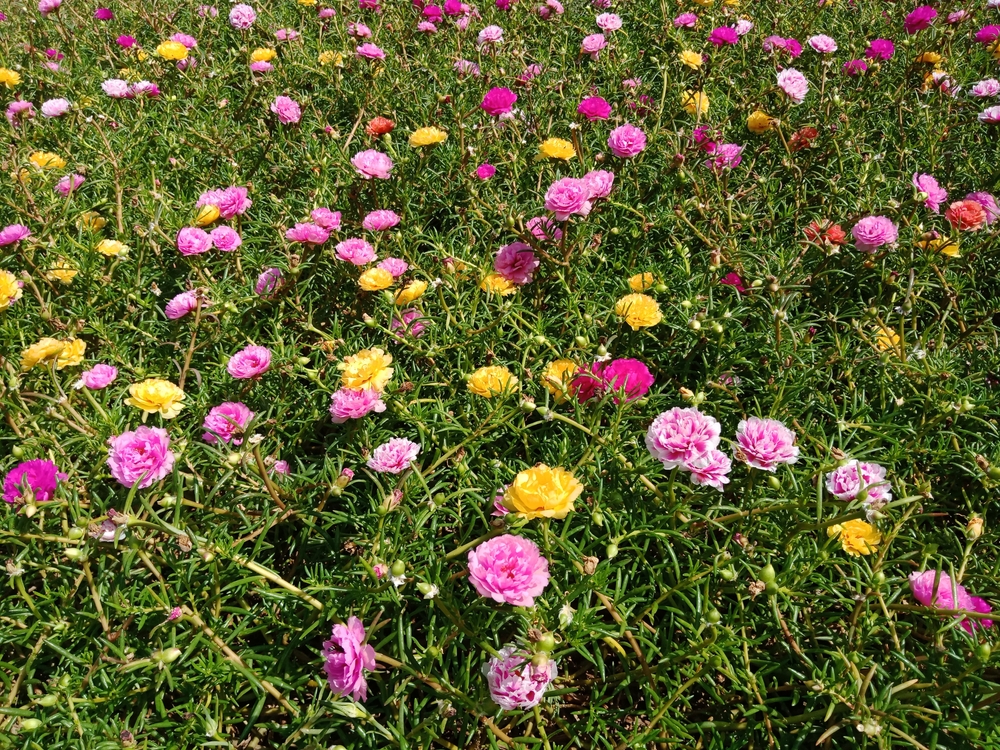  Portulaca grandiflora, couvre sol persistant fleuri