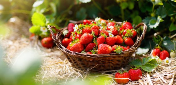 Pourquoi il ne faut plus jeter les queues de fraises ?