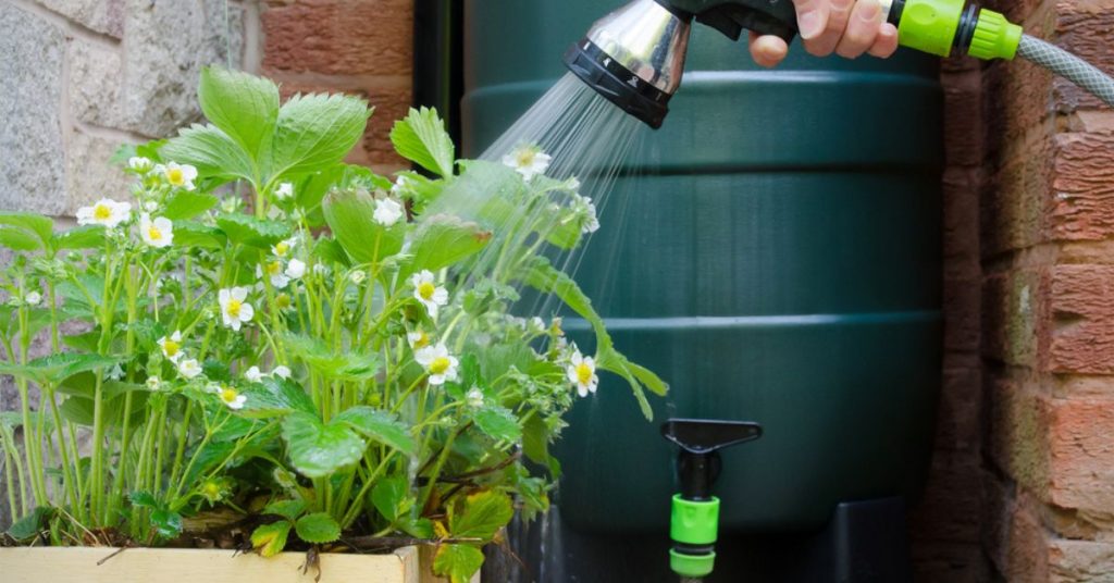 Récupérateur d’eau de pluie : 6 choses à savoir pour une installation optimale