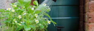 Récupérateur d'eau de pluie : 6 choses à savoir pour une installation optimale