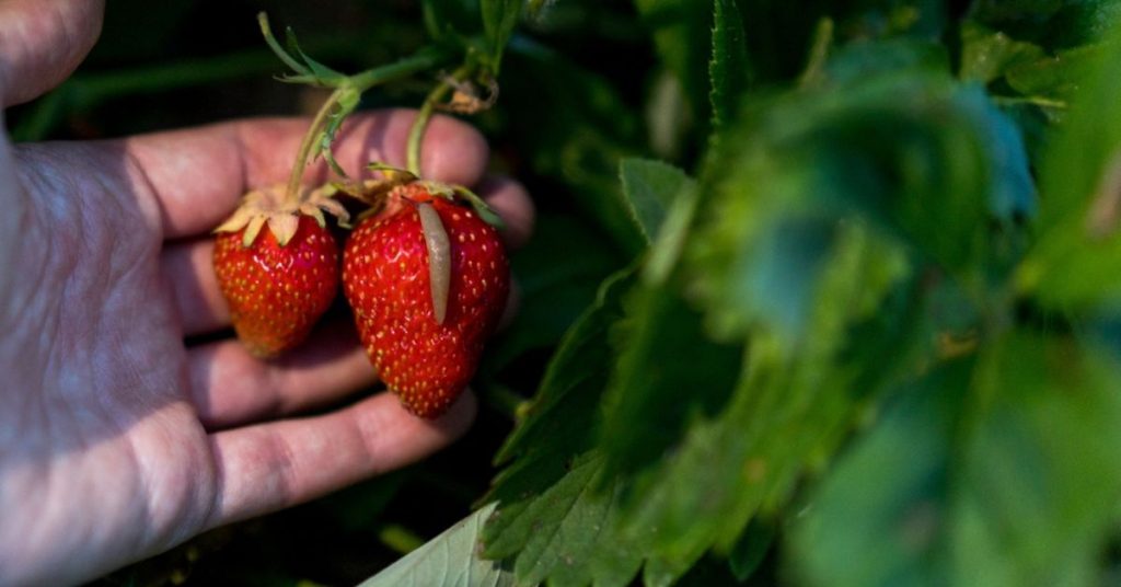 Protégez vos fraises des limaces : les meilleures méthodes naturelles pour préserver votre récolte