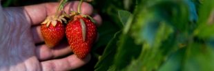 Protégez vos fraises des limaces : les meilleures méthodes naturelles pour préserver votre récolte