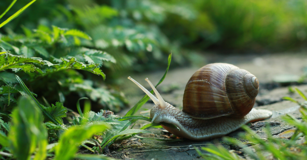 Prenez les escargots en photo dans votre jardin... pour les sauver