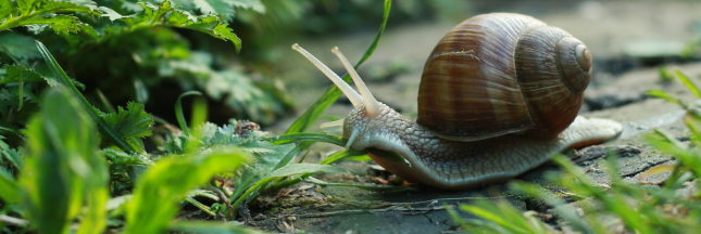 science participative compter escargot