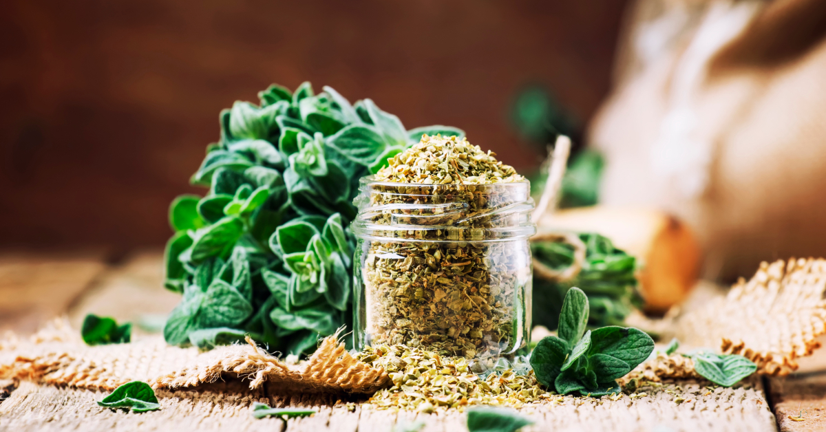 Le zaatar, trésor de la cuisine libanaise Le zaatar, trésor de la cuisine libanaise