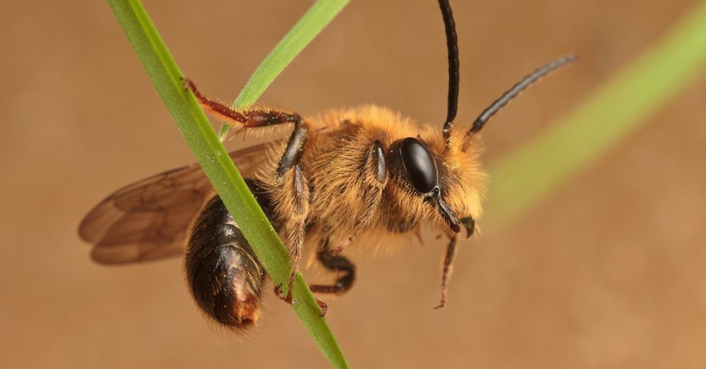 Des abeilles sur des balais volants ?