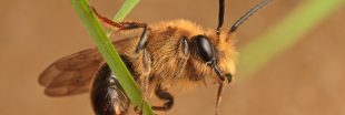 Des abeilles sur des balais volants ?