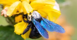 Quelle est cette abeille géante et bleue qui envahit nos jardins ?